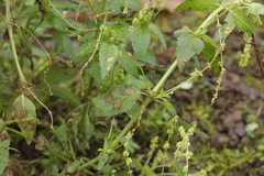 Cercospora mercurialis