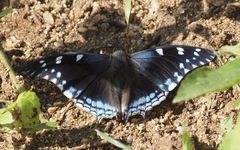 Charaxes guderiana