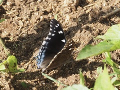 Charaxes guderiana