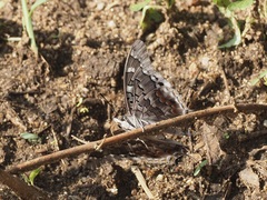 Charaxes guderiana