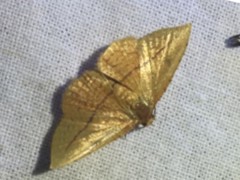 Striglina cancellata