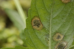 Cercospora mercurialis