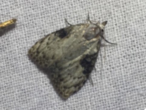 Meganola gigas