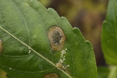 Cercospora mercurialis