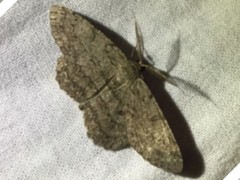 Hypomecis punctinalis conferenda