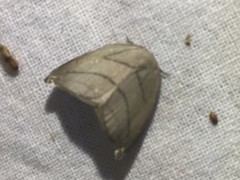 Pseudalbara parvula