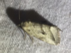 Phyllophila obliterata