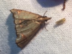 Eulophopalpia pauperalis