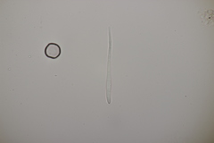 Cercospora mercurialis