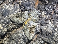 Catocala duplicata