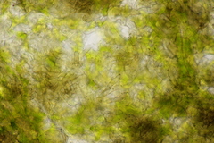 Cercospora mercurialis