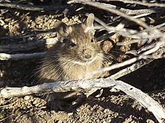 Octodon degus
