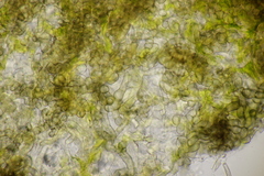 Cercospora mercurialis