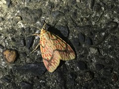 Barsine striata
