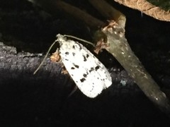 Semnolocha pachysticta