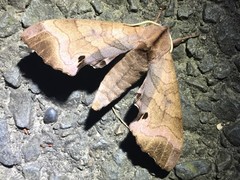 Marumba gaschkewitschii