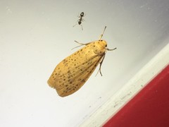 Dolgoma cribrata