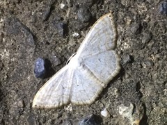 Scopula