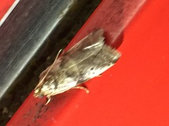 Pseudacrobasis nankingella