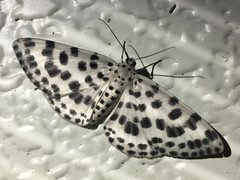 Antipercnia albinigrata