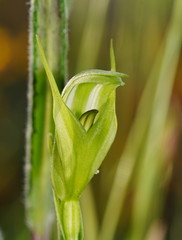 Pterostylis monticola