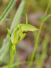 Pterostylis monticola