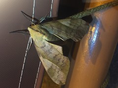 Clanis bilineata tsingtauica