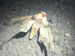 Biston regalis comitata