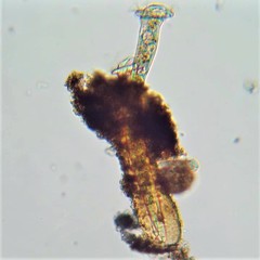 Thuricola gracilis