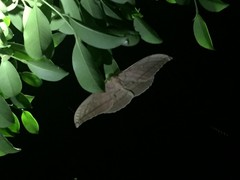 Antheraea yamamai