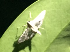 Glyphodes onychinalis