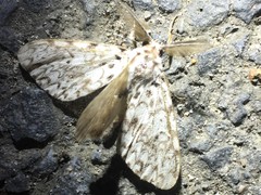 Lymantria minomonis