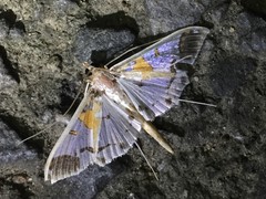 Polythlipta liquidalis
