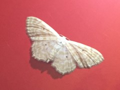 Scopula superciliata