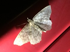 Xerodes rufescentaria