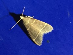 Hypsopygia glaucinalis