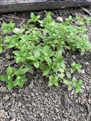 Spermacoce mauritiana