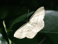 Scopula