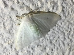 Arctornis kumatai