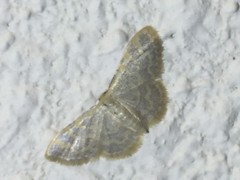 Idaea remissa