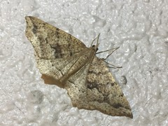 Xerodes rufescentaria