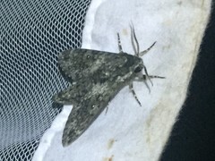 Dolbina tancrei
