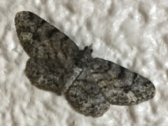 Protoboarmia faustinata