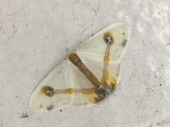 Macrocilix mysticata