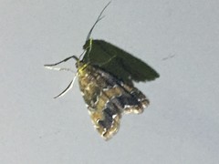 Elophila turbata