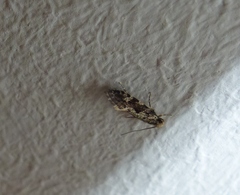 Nemapogon granella