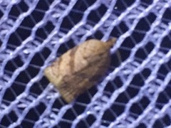 Adoxophyes honmai