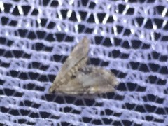 Elophila turbata