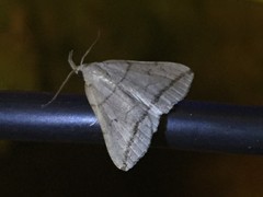 Zanclognatha subgriselda