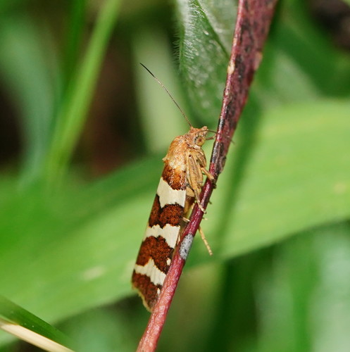 Conchylis subfurcatana